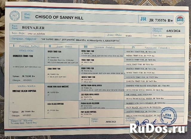 Щенки ротвейлера изображение 6