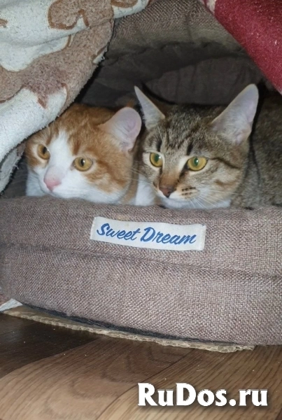 Красавчик Кекс ищет дом и самых лучших хозяев фотка