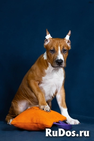 Красивая  девочка аст для души5 ме сяцев изображение 4