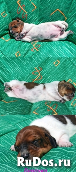 Кроличья и мини такса. Щенки из питомника изображение 3