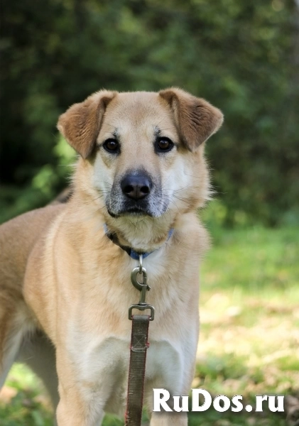 Чудесная Барабулька ищет дом и любящую семью! изображение 3