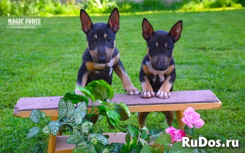 щенки бультерьера фото