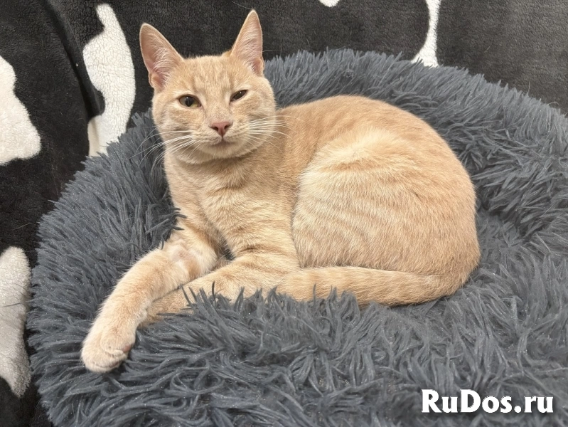 Ласковый котик Бося в добрые руки изображение 4