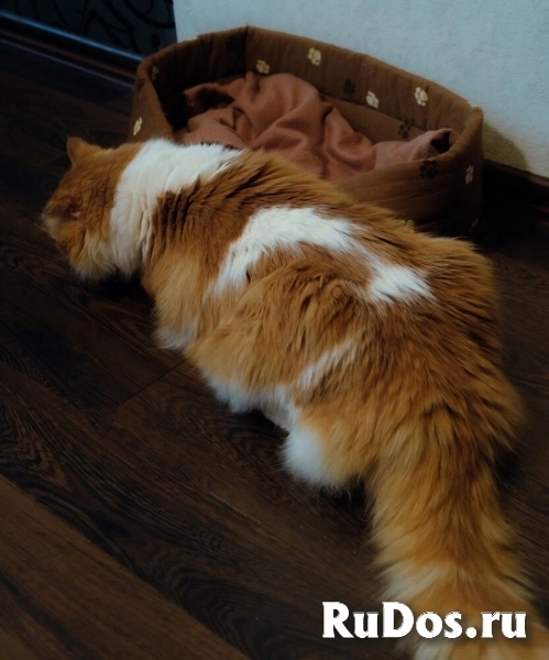 Замечательный кот Рыжик ищет любящий дом! изображение 7