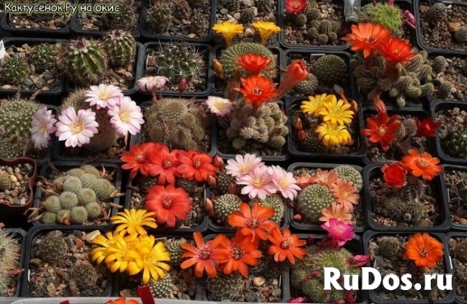 , купить растения изображение 5