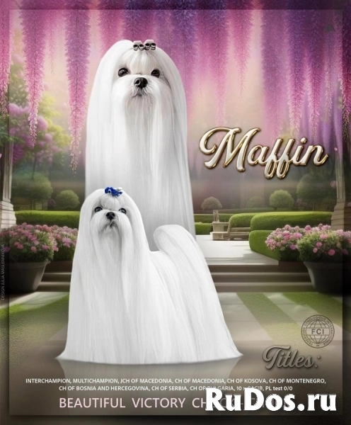 Мальтезе, отличная родословная изображение 6