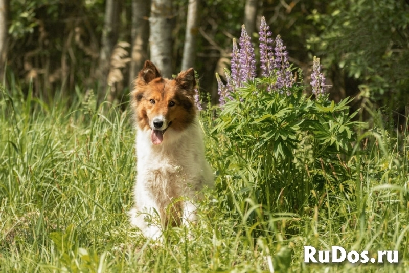 Леся, Лисичка, девочка, 2 года, путешественница и умница! изображение 6