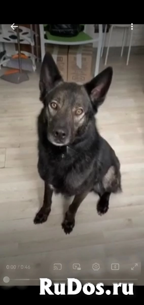 Срочно ищет дом трёхлетний метис. изображение 3