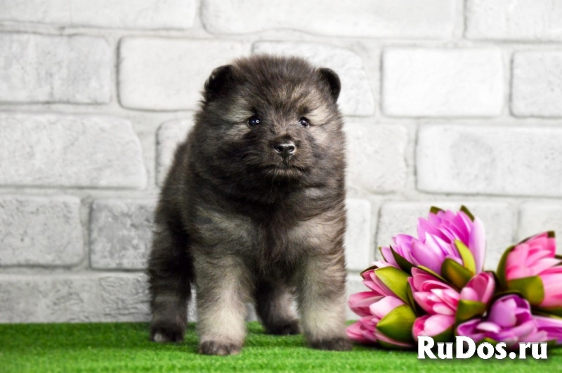 Щенки Кеесхонда (Вольфшпиц) изображение 4