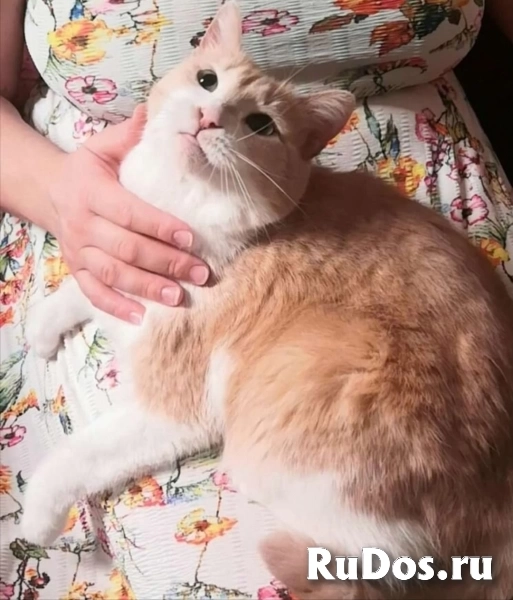 Замурчательная породистая кошка Пичи в дар фотка