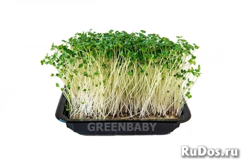 Микрозелень изображение 4