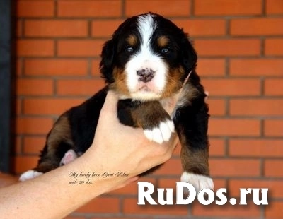 Купить щенка берснкого зенненхунда изображение 4