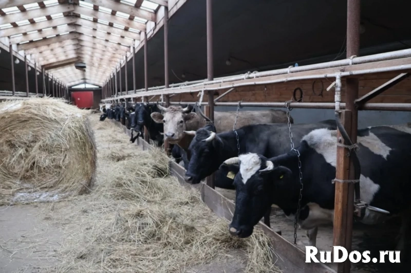 Скотник вахтой с проживанием фото