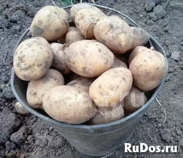 Продаю рассаду овощей изображение 5