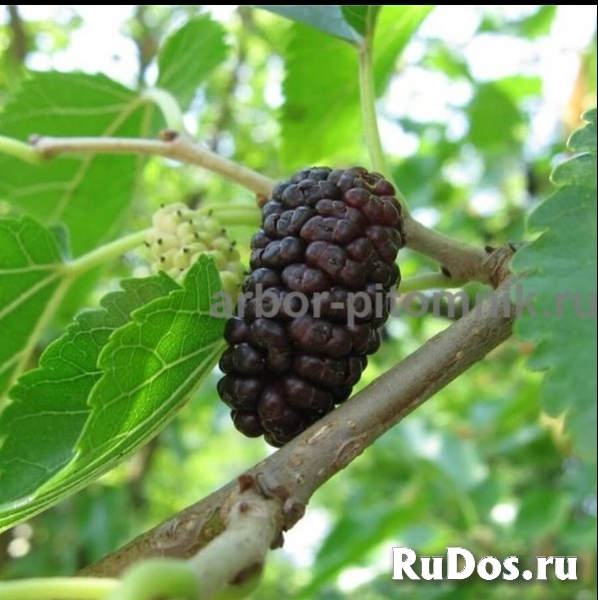 Саженцы шелковицы, шелковица в горшках и в землянном коме с плода изображение 4