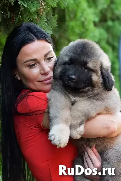 Кавказская овчарка изображение 11