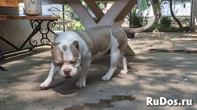 ЩЕНКИ Булли изображение 8