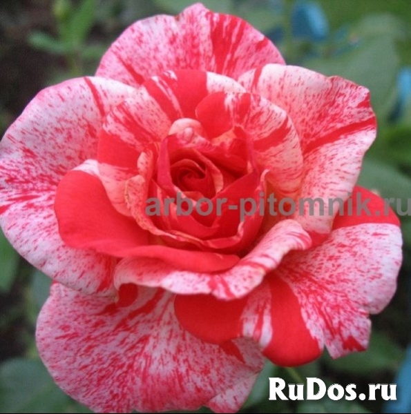 Саженцы кустовых роз из питомника, каталог роз в большом ассортим изображение 11