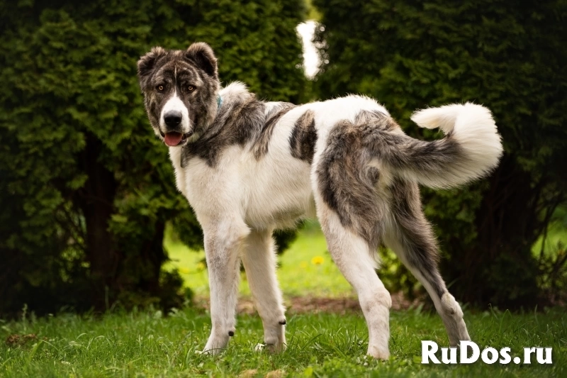 Кавказский волкодав в добрые руки. фото