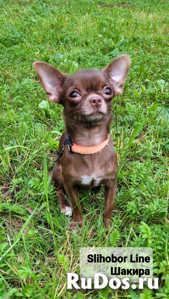 Чихуахуа фотка