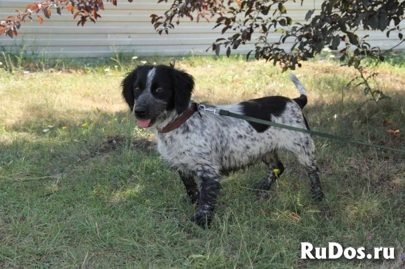 Ищет дом Клара (метис спаниеля)! изображение 4