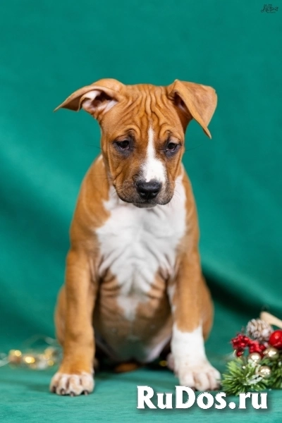 Милая девочка Амстаффтерьера для души изображение 8