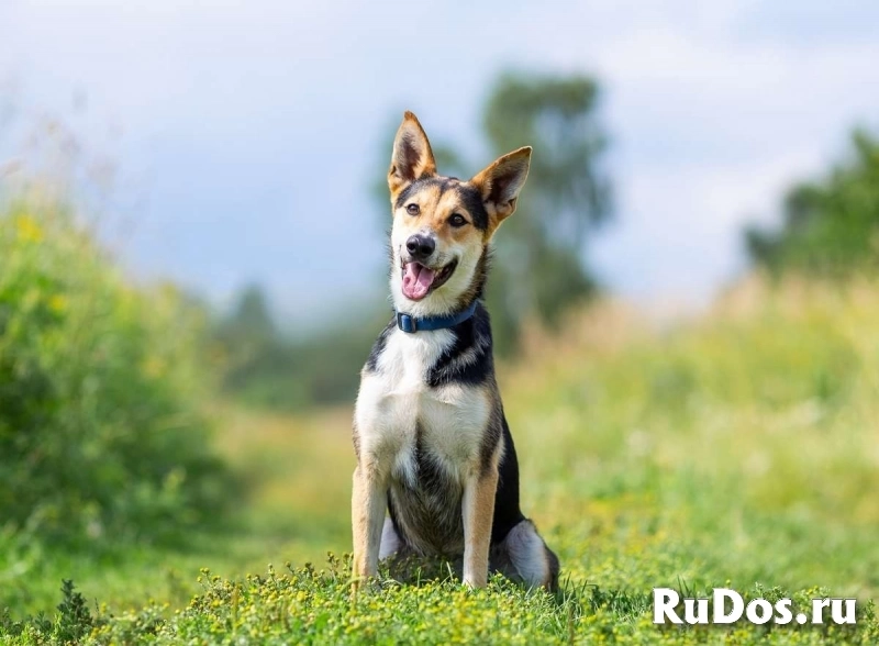 Веселый и жизнерадостный Скай в добрые руки! фотка