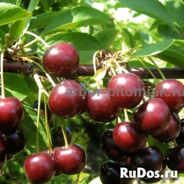 , купить растения изображение 3