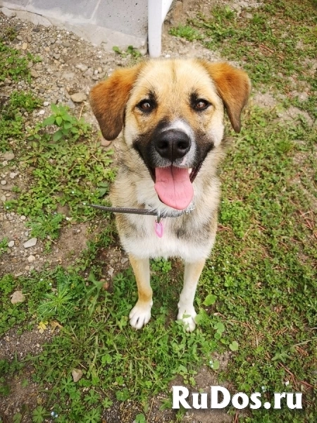 Ультра - молодая, добрая, ласковая девочка, которая ищет свою любящую семью! фото