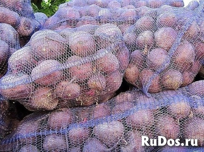 Овощи для борща оптом изображение 5