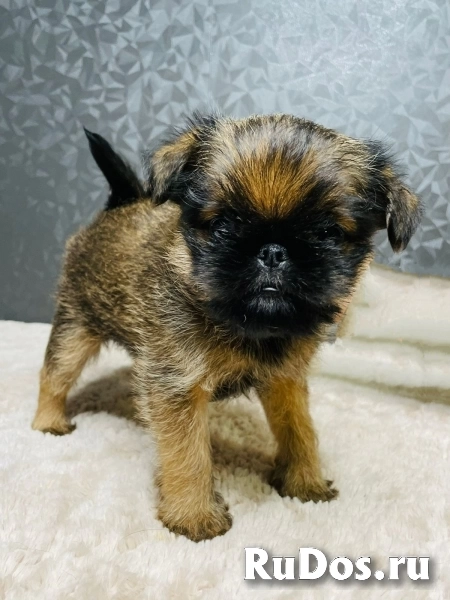 Щенки Бельгийский гриффон и Пти брабансон изображение 4