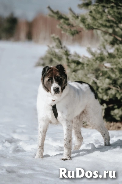 Алабай Ирхан в добрые руки изображение 9