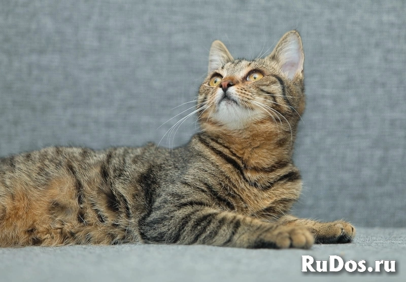 красивые кошечки в добрые руки изображение 3