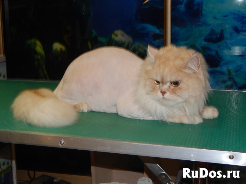 Стрижка собак, котов и кошек изображение 5