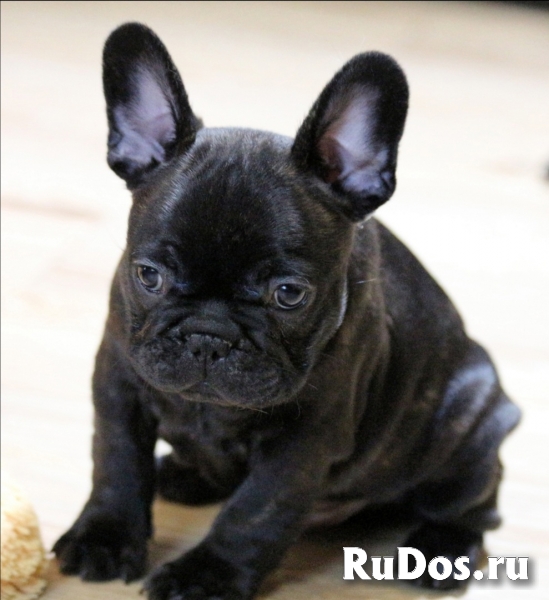 Французский бульдог (щенки) изображение 8