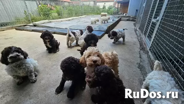Щенки лагото романьоло фотка