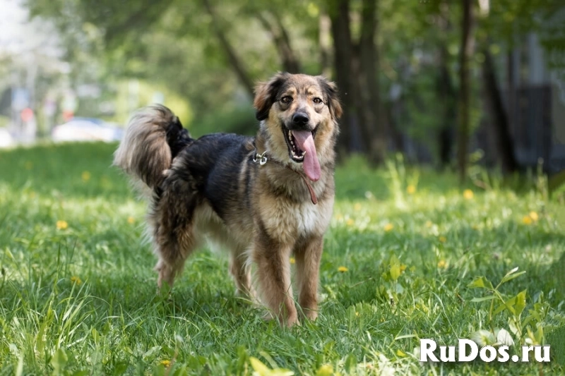 Чудесная собака Мила ищет семью. изображение 11