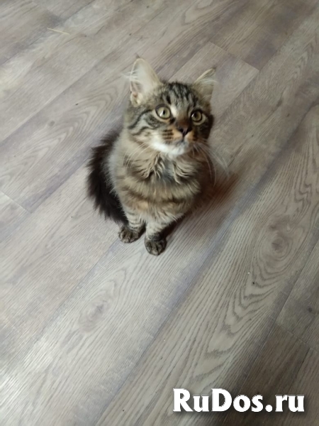 сибирский котенок метис в дар фотка