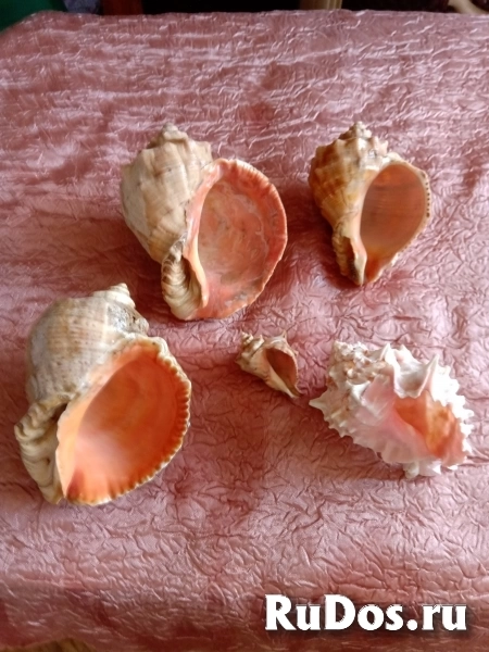 Декоративные ракушки фотка