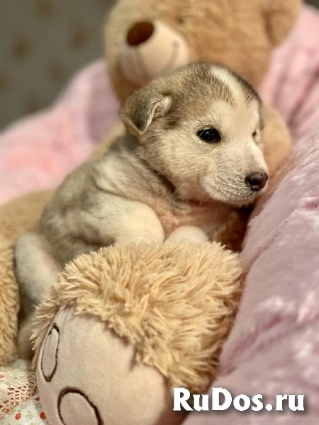 Очаровательный щенок Барни в самые добрые руки! изображение 5