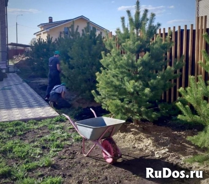 , купить растения изображение 5