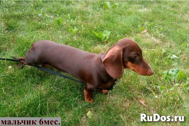 Такса миниатюрная/кроличья - шоколадные щенки/мальчики изображение 8