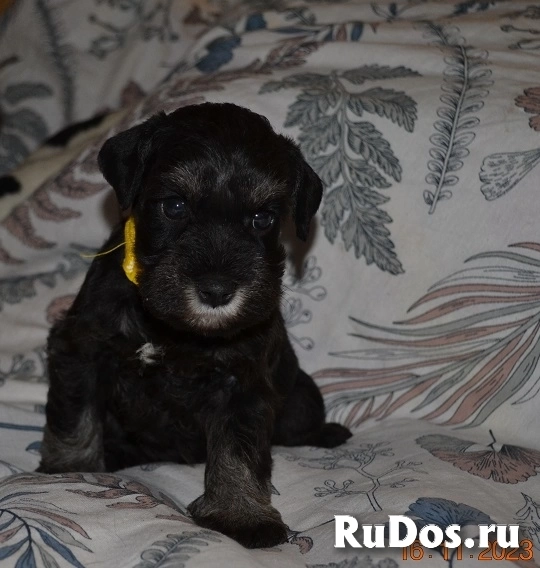 Щенки Цвергшнауцера фото