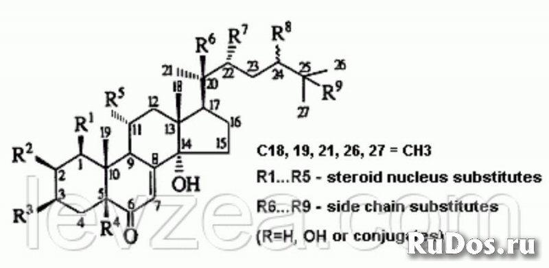 Левзея с экдистероном от производителя Порошок фотка