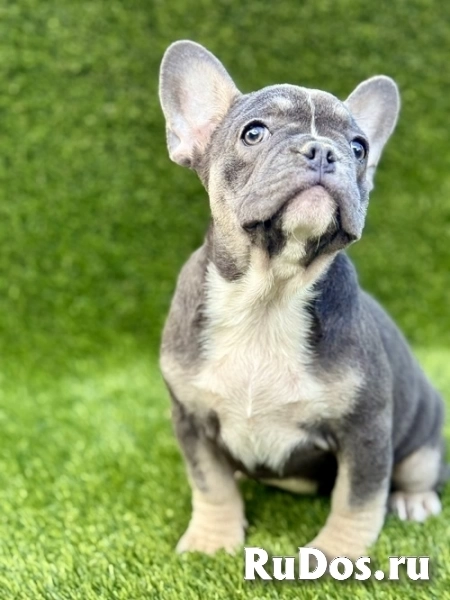Французский бульдог фотка
