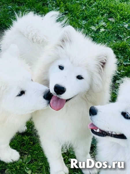 Шикарные щенки Самоедской лайки 5, 5 месяцев ркф фотка