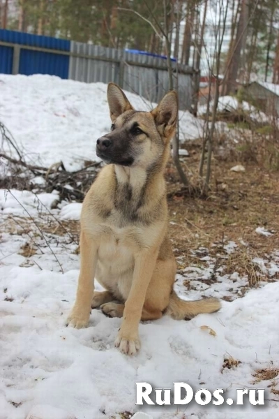 Ютта ищет любящую семью! фотка