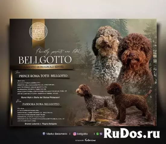 Щенки лагото романьоло изображение 5