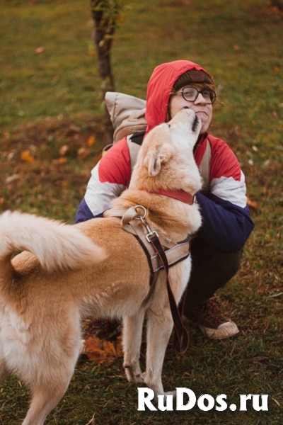 метис акиты и лайки в добрые руки изображение 3