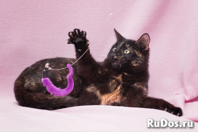 Очаровательная кошечка Орхидея изображение 3